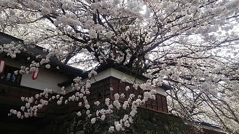 Takashima Castle April 23