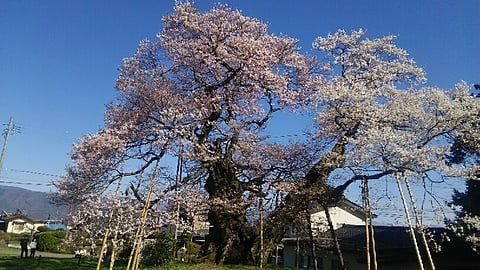 Honorific title of a Japanese god cherry tree