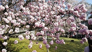 Cherry tree of Daigo-ji Temple