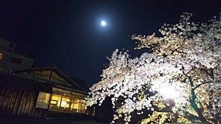 Cherry tree of Gion Shirakawa