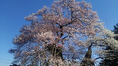 権現桜